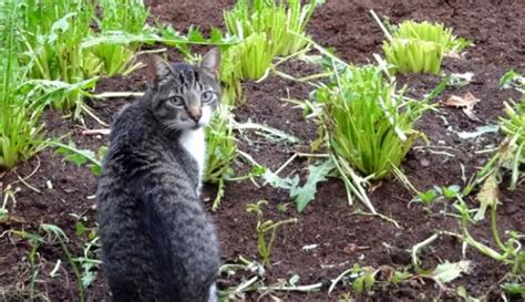 Maybe you would like to learn more about one of these? 5 Ways to Keep Cats Out of Your Garden - Hobby Farms