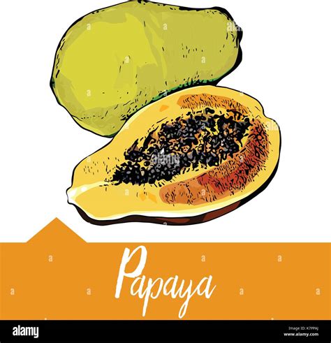 Vector Illustration Of Papaya Stock Vector Image And Art Alamy