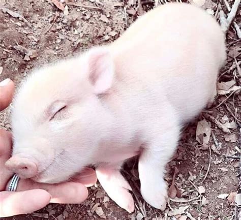Via Instapigsss Cute Piglets Cute Baby Pigs Baby Pigs