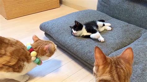 子猫と赤ちゃん kitten and baby cat. 先住猫達と初対面を果たした子猫。予想外の可愛い展開に ...