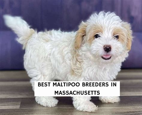 11 Best Maltipoo Breeders In The United States 2023 We Love Doodles