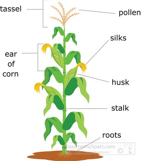 Maize Plant Diagram