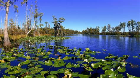 A Boat Tour Of The Okefenokee Swamp Rvlr