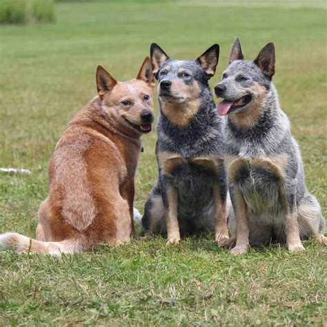 15 Things That Your Heeler Does When Hes Trying To Tell