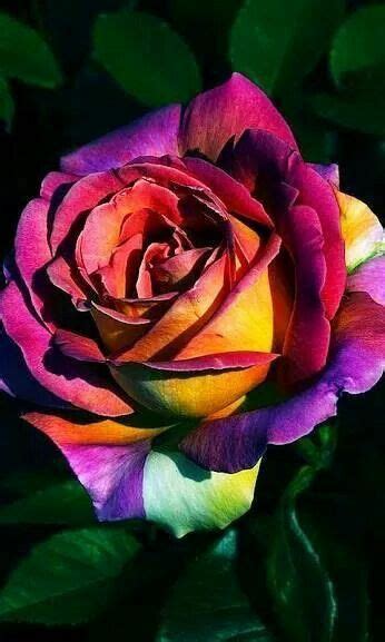 Pin By Esrarengİz🌹 On Güllerim Beautiful Rose Flowers Amazing