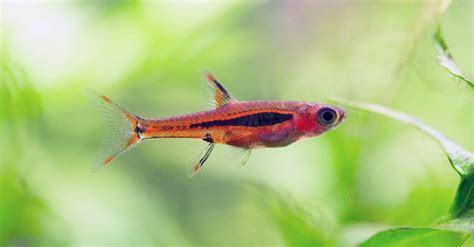 The Top 8 Smallest Fish In The World A Z Animals