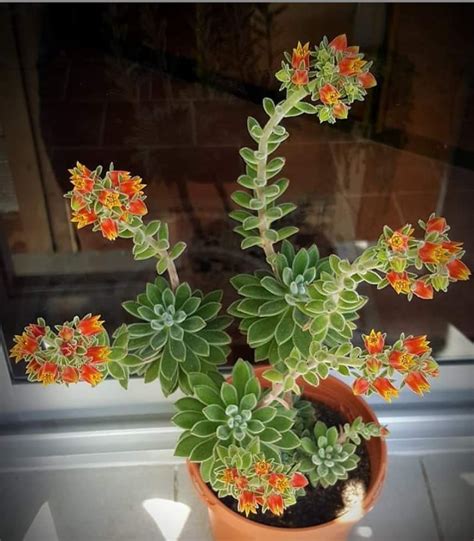 Wayfair.com has been visited by 1m+ users in the past month 100+ Gorgeous Succulent Plants Ideas For Indoor And ...