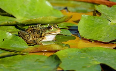 Frog Sitting On A Lily Pad By Couleur