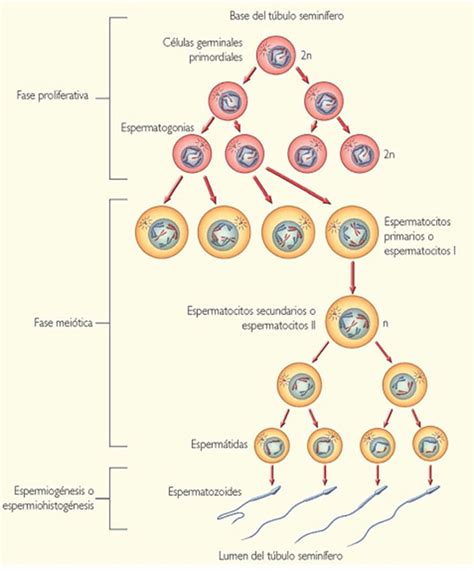 ¿qué Es La Espermatogénesis Glosario De Ciencias Ambientech