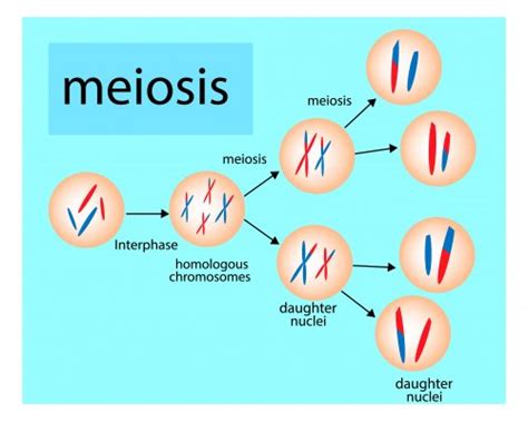 Meiosis Fases Explicadas