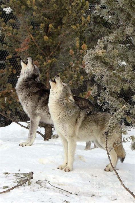 717a Howling Wolves Photograph By Nightvisions