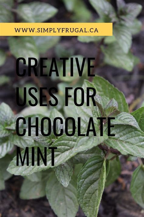 If You Grow Chocolate Mint Or Are Considering It Take A Look At These