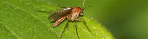 How To Identify And Manage Fungus Gnats Newpro Blog