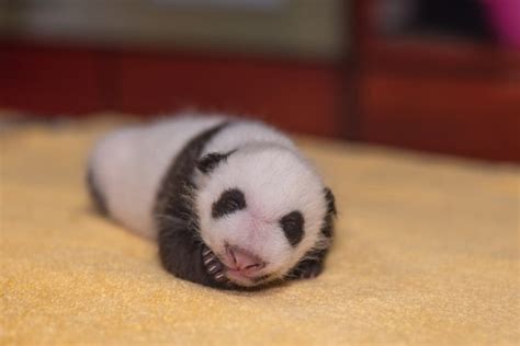 Plump 1 Month Old Panda Cub At National Zoo Is Now Almost As Round