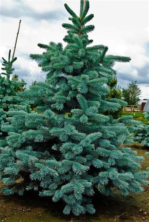 Hoopsi Tree Hoopsi” Picea Pungens Evergreen Tree Possibilities