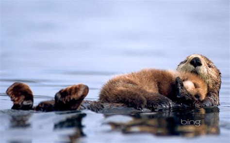 Cute Sea Otter Wallpapers Top Free Cute Sea Otter Backgrounds