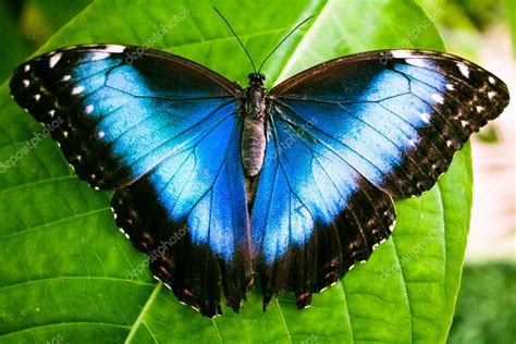 Blue Morpho Butterfly Morpho Peleides — Stock Photo © Rometl6 140246694