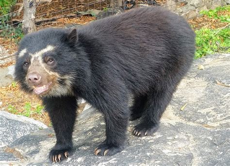 10 Facts About Spectacled Bears Inspiration For Paddington Dry