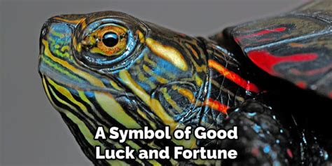 Painted Turtle Spiritual Meaning Symbolism And Totem 2023