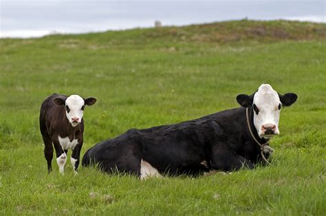 How Much Milk Does A Cow Produce Depends On Early Life