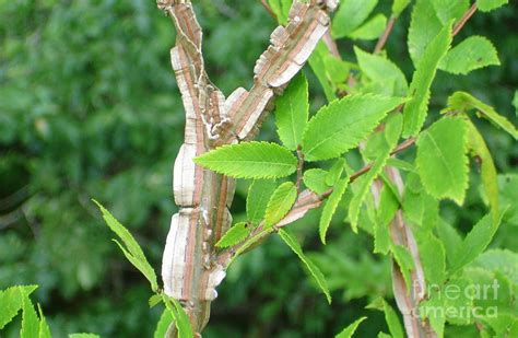 Winged Elm Photograph By Lew Davis Pixels