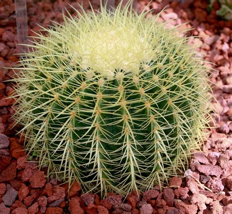 Barrel Cactus Learn About Nature