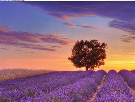 To exclude a word, you can simply add a dash in front of it. Lavender fields Provence - France - XciteFun.net