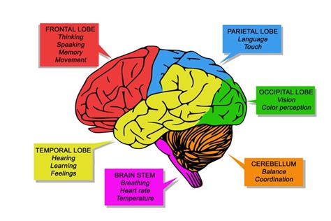 Diagram Parts Functions And Facts About The Brain For Kids