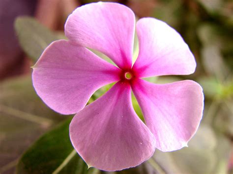 Rosy Periwinkle Photograph By Shariq Khan