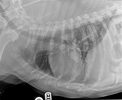 Inflammatory tumor, inflammatory tumor, conglomerate of losely fixed to one another tissues around the appendix with participation of parietal peritoneum, big perioperational antibiotherapy obligatory. Dog Lung Cancer Xray - Goldenacresdogs.com