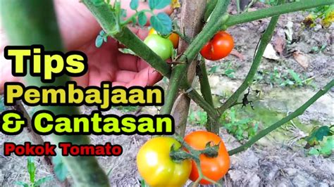 Ada tomato ceri, tomato besar, tomato bulat bahkan tomato pelbagai warna. Tanam tomato#Tips Pembajaan dan Cantasan-How to fertilize ...