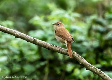 Kent Nightingale Site In Reprieve From Developers Birdguides