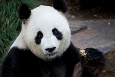 Giant Panda Breeding Hopes Rise As Adelaide Zoo Eyes 36 Hour Mating