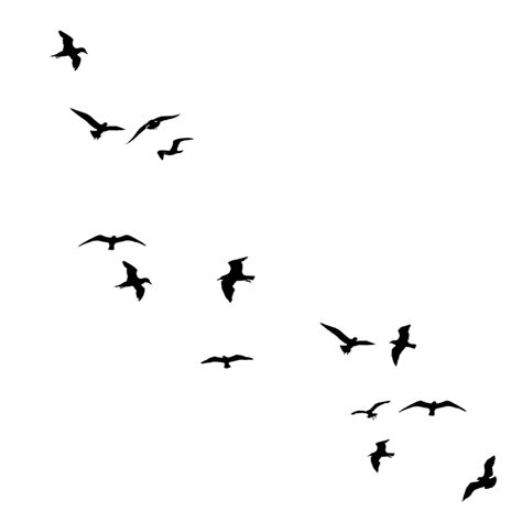Birds Flying Black And White