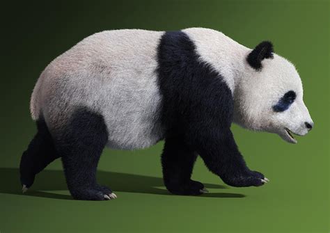 Bear Panda Walking Digital Art By Martin Cvetkov Fine Art America