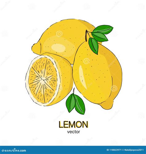 Sketch Of Fresh Lemons Vector Illustration Stock Vector