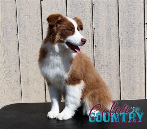 marley s red tri female 3 color country aussies