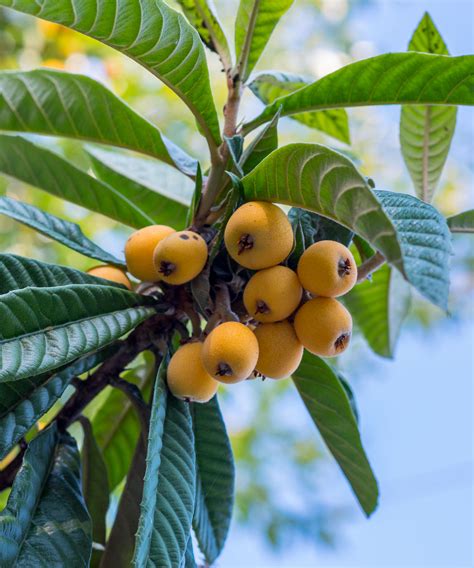 Loquat Edible Fruit Tree Eriobotrya Japonica Plantvine