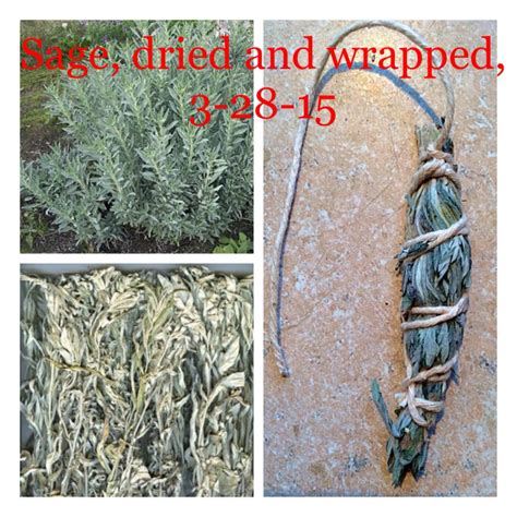 Wild Sage Oklahoma Spring 2015 Wild Edibles Edible Plants Wildcrafting