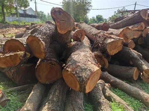 Neem Wood Log At Rs 700cubic Feet Wood Block And Log In Vadodara Id 19894903355