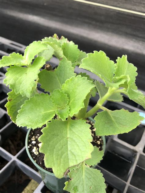 Coleus amboinicus while its primary common name makes it sound like this plant comes from the caribbean island, cuban oregano is a plant known by many other names as well, including mexican mint, spanish (or french) thyme, and indian borage. Cuban Oregano (Plectranthus Amboinicus)