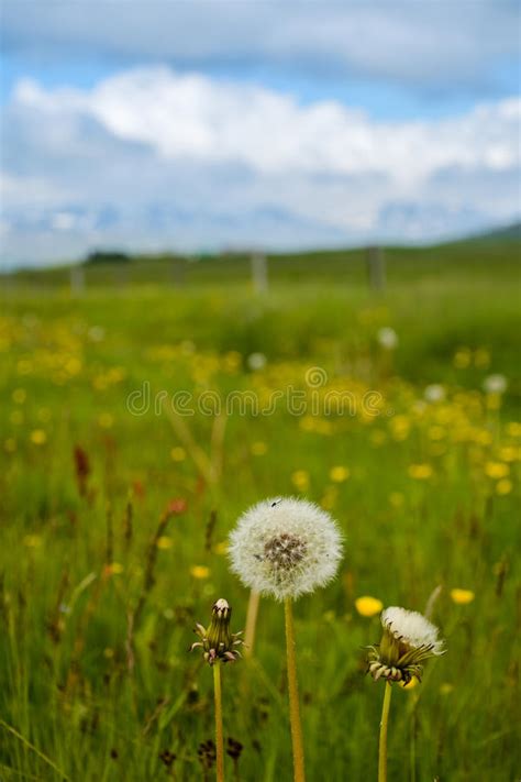 Fluffy Beautiful Dandelions In Green Field With Blue Sky Stock Image