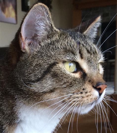 Symptoms that may accompany limping in cats. Cat Limping Back Leg Reddit - Pets Ideas