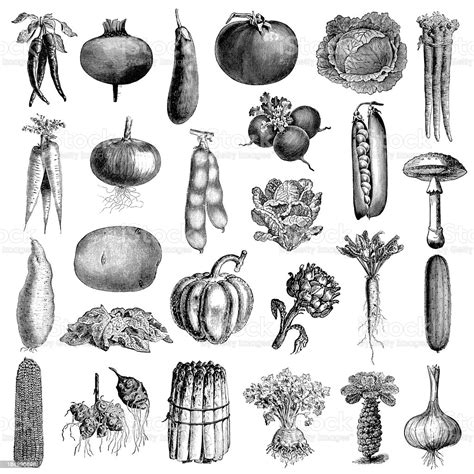 Garden Vegetable Illsutrations Antique Farming And Food
