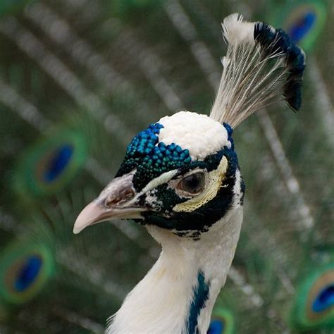 Rare Peafowl Rare Halfbleed Of Blue And White Peacock Beautiful