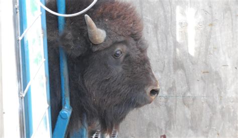 Wind Cave Bison Culled For Relocation Sdpb Radio