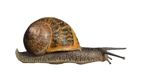 Snail Transparent Png All Png All
