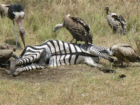 Vultures Eating The Dead Zebra 2 Jerseyjenny Flickr