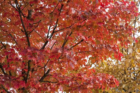 Free Stock Photo 5170 Colourful Red Autumn Foliage Freeimageslive