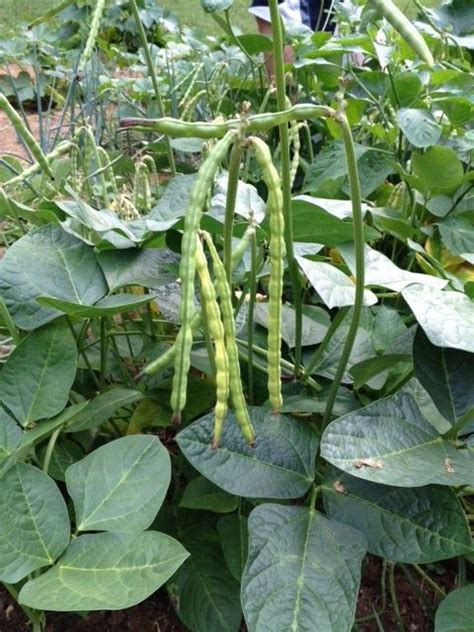 Black Eye Peas Planting Vegetables Plant Leaves Bean